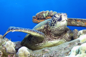 Can I help you?  Hawaiian turtle under Mala pier. by Stuart Spechler 